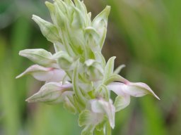 Anacamptis_coriophora_ssp_fragrans_Zambujal-Pinheirinhos-1